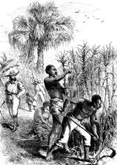 Comparison of West Indies & N.A Slaves Newly arrived slaves from Africa went through what was known as seasoning, a period of adjustment to the new environment, which on average 1/3 died from.
