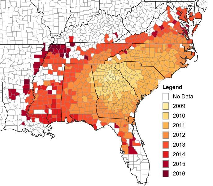 Kudzu bug infestations spread dramatically in parts of Tennessee during 2016 (Fig. 2), and high populations were especially large at the WTREC in Jackson and some other areas of West Tennessee.