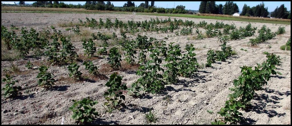 Baby Raspberry Trial 2016-2018 Raspberry plugs were transplanted at NWREC Cascade Harvest, Meeker, Squamish,