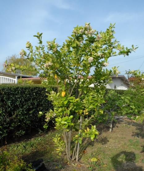 In March 2012, HLB was found in a residential tree in Southern California. How did it get there?