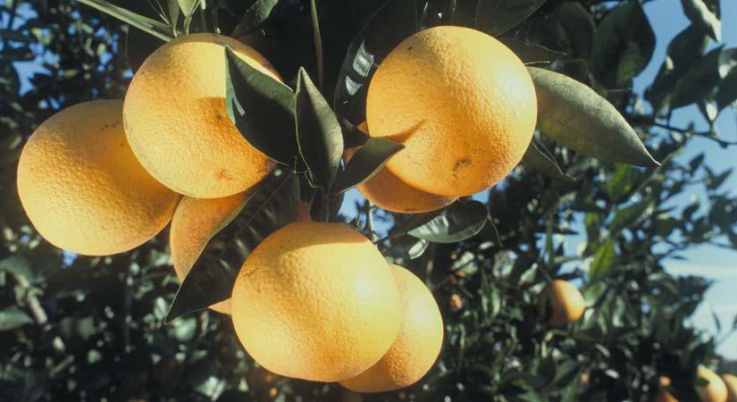 Citrus 101: Everything you wanted to know about citrus, but didn t want