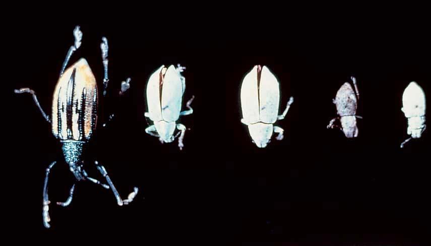 Citrus Root Weevils Weevils are, left to right: Diaprepes, southern citrus root