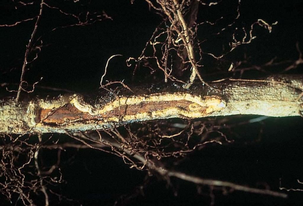Diaprepes Larvae Feeding Root