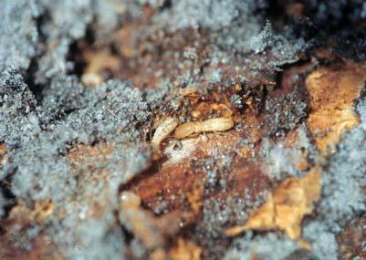 Subterranean Termite Usually do not feed on living plants and can be found on dead and decaying woody plant