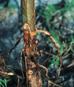 Termite Damage to Tree When food supply becomes limited, termites may feed on bark of the live tree trunk in a ring between the soil line and crown