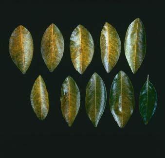 Nitrogen Deficiency on Aging, Senescing Leaves Nitrogen deficiency is associated with