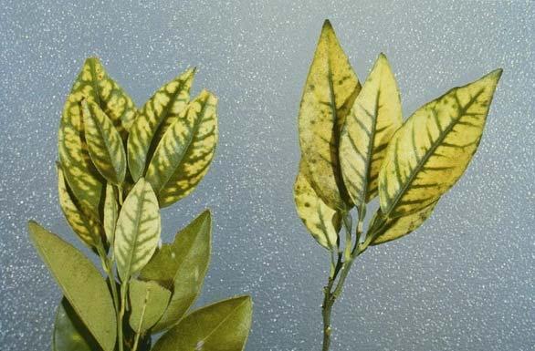 Zinc Deficiency Early stages appear as small blotches of yellow between green veins on the leaf With severe deficiency, leaves may become increasingly yellow except for the green veinal areas Under