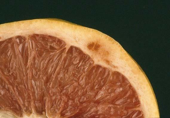 Boron Deficiency Fruit symptoms most indicative of boron deficiency include darkish colored spots in the white albedo (white portion of the peel) of fruit and