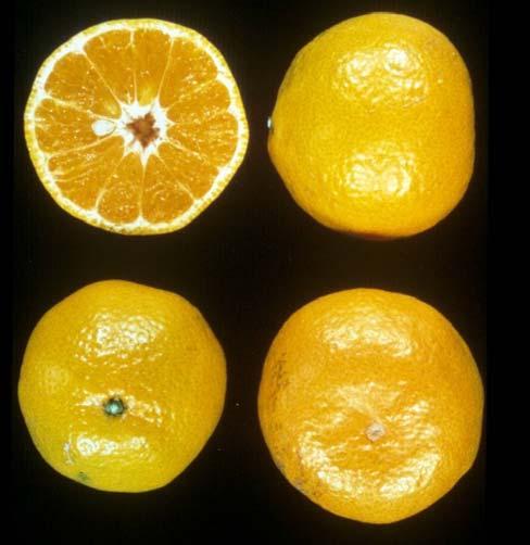Tangerines and Tangerine Hybrids Satsuma Season: Sept. Nov. Seeds per fruit: 0 6 Average diameter: 2.25 2.