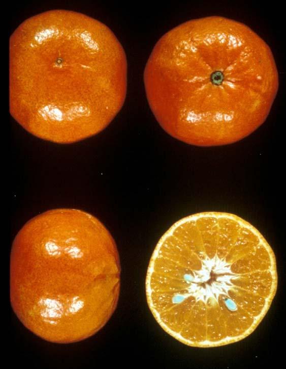 Tangerines and Tangerine Hybrids Sunburst Season: Nov. Dec. Seeds: 1 20 Size: 2.