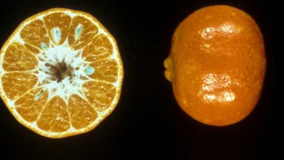 Tangerines and Tangerine Hybrids Dancy