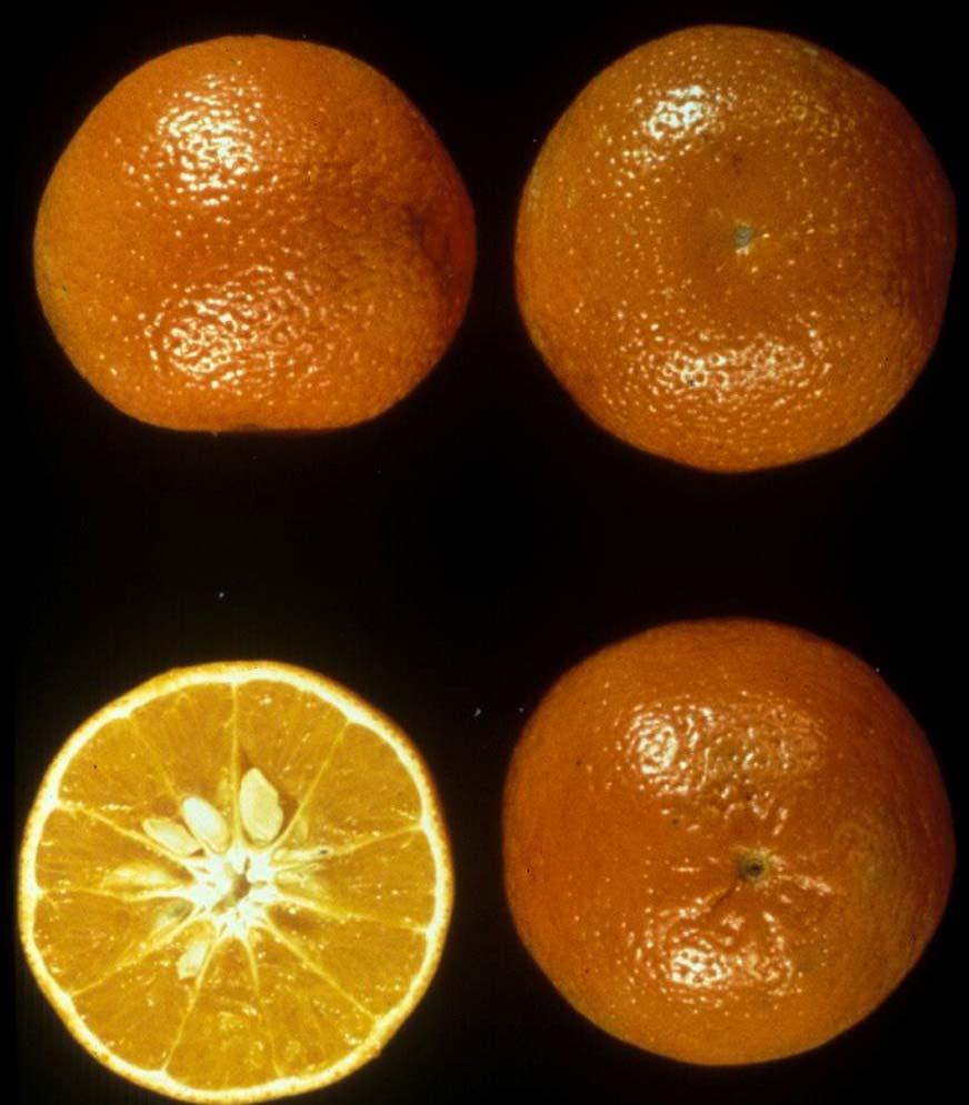 Tangerines and Tangerine Hybrids Temple Season: Jan. March Seeds: 15 20 Size: 2.