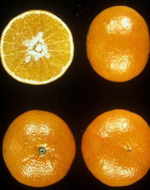 Tangerines and Tangerine Hybrids Orlando Season: Nov. Jan. Seeds: 0 35 Size: 2.