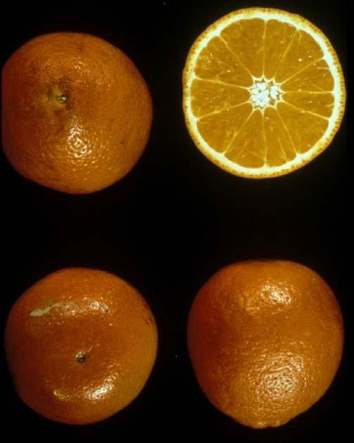 Tangerines and Tangerine Hybrids Minneola (Honeybell) Season: Dec. Feb. Seeds: 0 12 depending on cross pollination Size: 3 3.