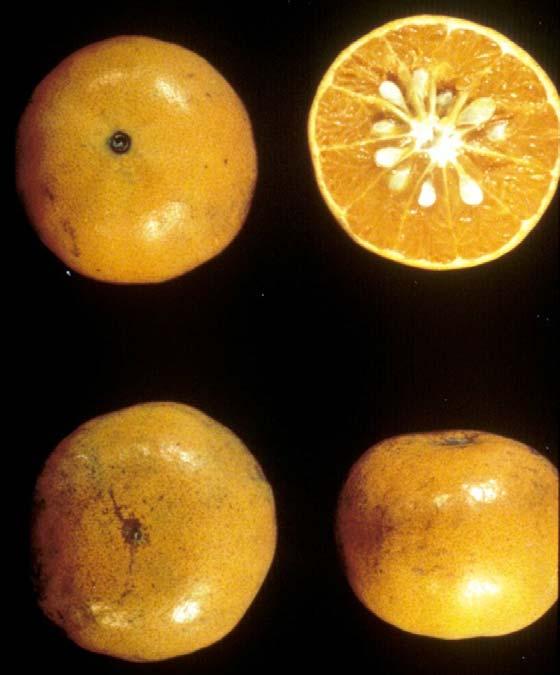 Tangerines and Tangerine Hybrids Murcott (Honey Tangerine) Season: Jan. March Seeds: 10 20 Size: 2.