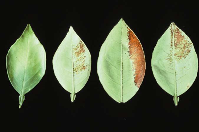 Sunburned Leaves When the underside of the leaf is exposed to direct sun light, it can
