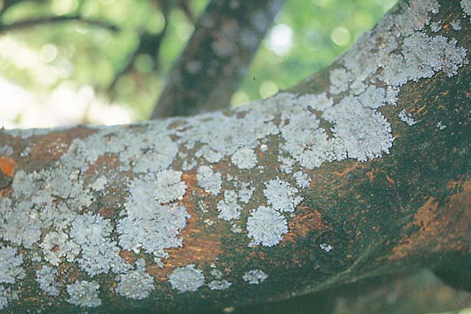 Lichens Lichens may occur on the trunk, branches, and twigs of the tree Usually on old