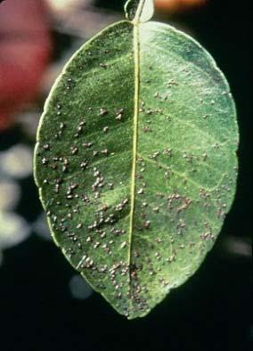 Melanose on Leaves First appears on young leaves as minute, dark circular depressions with yellow margins Later become