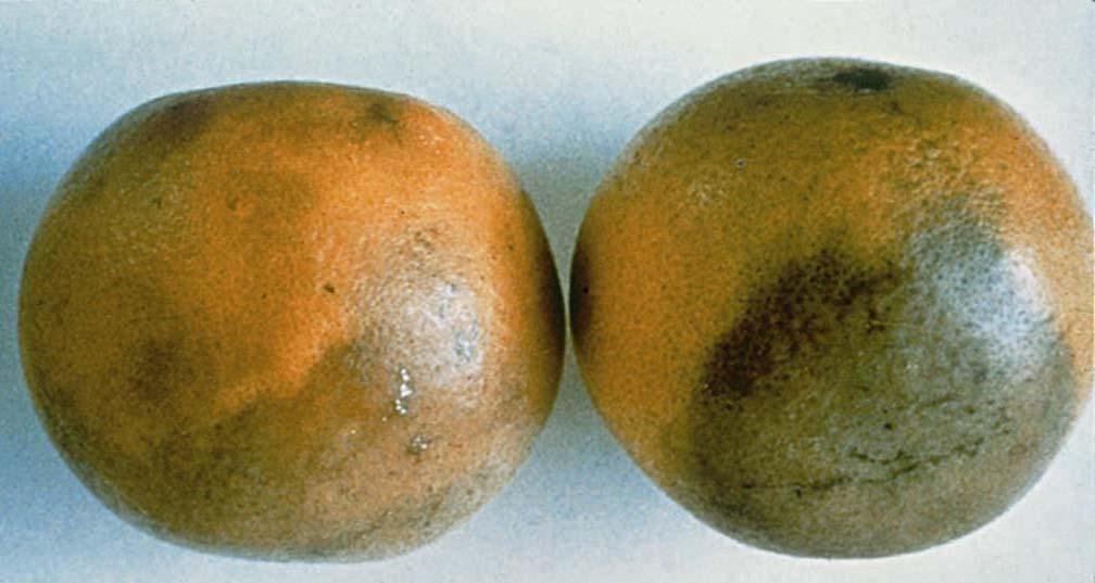 Brown Rot on Fruit