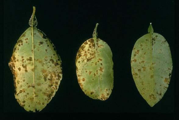 Greasy Spot Swelling on lower leaf surface Yellow mottle appears at corresponding point on upper surface Swollen tissue starts to