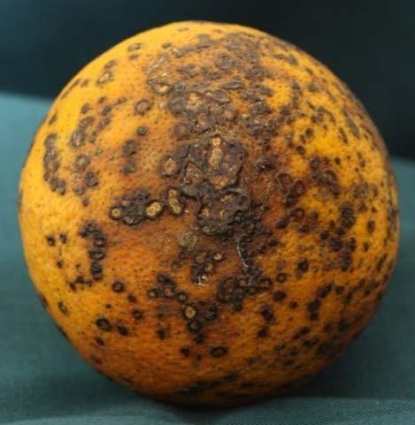 Citrus Black Spot Fruit Symptoms Symptomatic fruit is not acceptable in fresh markets Lower fruit often have more symptoms Does not cause internal decay