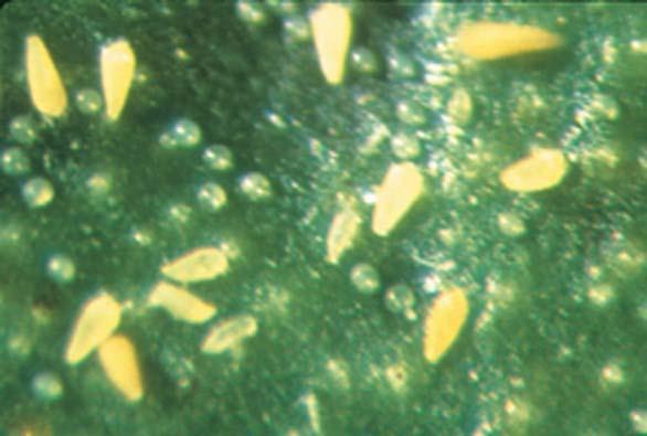 Citrus Rust Mites Damages epidermal cells of leaves and fruit using piercing-sucking mouthparts.
