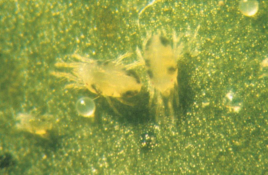 Six Spotted Mite