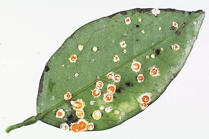 Aschersonia Fungi Infects whitefly nymphs, producing a red or yellow raised