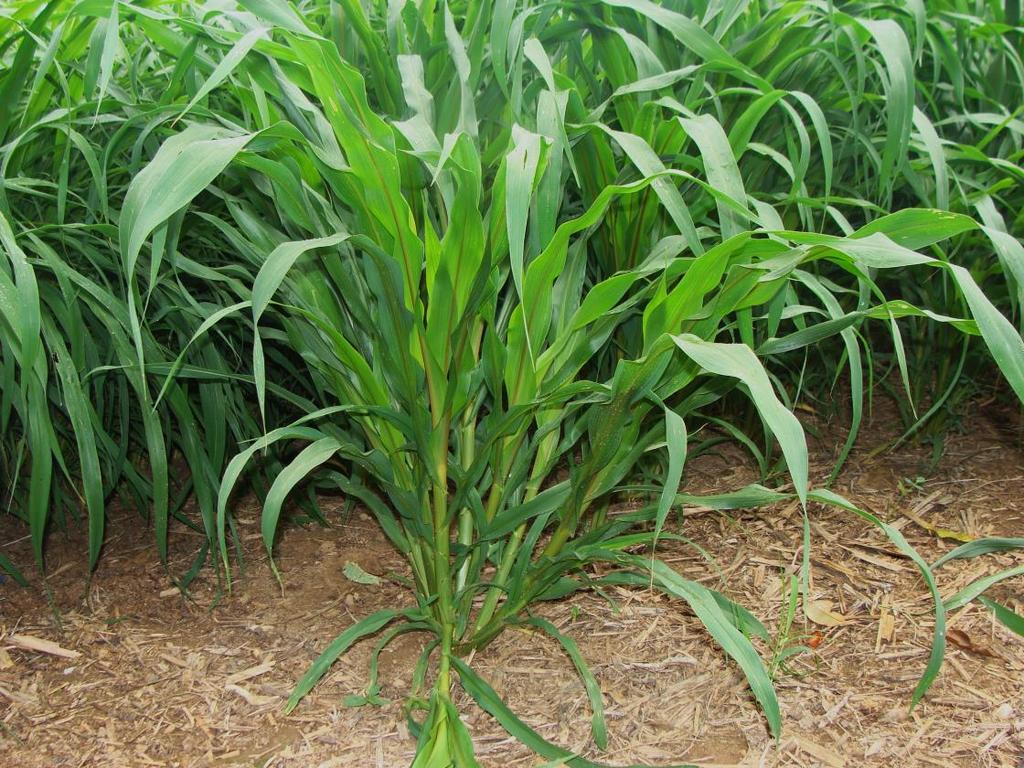 Hypothesis and Objectives Hypothesis: BMR dwarf pearl millet can be utilized in lactating dairy cow rations to increase crop diversity, when the silage is harvested at
