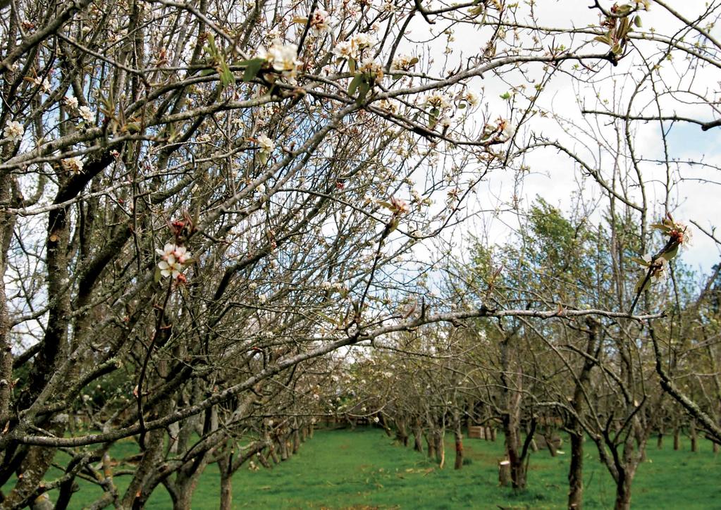 History Kim Baker discovered the CoralTree orchard in the Horowhenua in 1989 and, with great conviction and foresight, converted it to a sustainable, certified-organic, heritage-apple orchard.