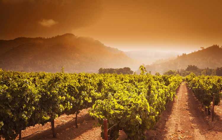 There s a gorgeous, rolling valley out west called California Wine Country, where Cabernet and Chardonnay grapes thrive in the fertile soil, and gourmands gather to sip wine, sample artisanal cheese,