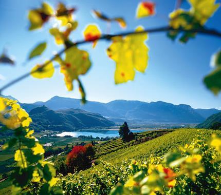 Figure 2. Sunshine and warm air currents nourish the vineyards in South Tirol (Sudtirol Wein, n.d.).