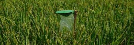 IV. Reference [1]. Adiroubane, D and K.R. Raja, (2006). Influence of Weather Parameters on the occurrence of Rice Yellow Stem Borer, Scirpophaga incertulus (Walker).Journal of Rice Research.