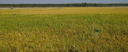 Management of rice yellow stem borer Scirpophaga incertulas (Walker) using some biorational insecticides. Journal of biopest., 7(supp) :143-47 [4]. Isahaque, N. M. M. and A.