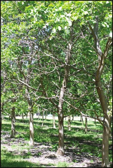 Here are some questions and guidelines to prevent infection in your orchards: 1) Do these fungi get in through pruning wounds or broken branches? Yes they do, very effectively.