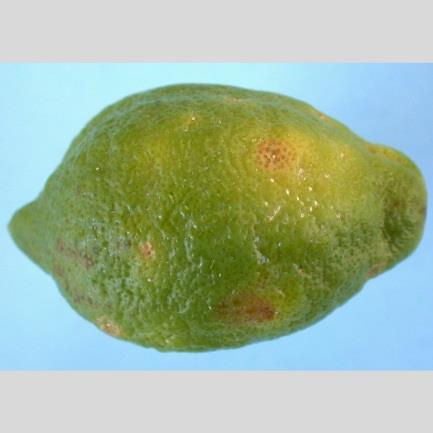 In South Africa, the citrus flower moth is of minor importance although its importance has been growing in recent years, especially on lemon.