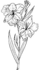 Gladioli, white, cream or yellow, 1 vase, 1 spike 13. Penstemons, 1 vase, 3 stems 14. African Marigolds, 1 vase, 6 blooms 15. Asters, 1 vase, 6 stems 16. Roses, 1 vase, 3 stems 17.