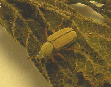 6 What s lurking in or near the vineyard this week? Rose chaffer appeared near the end of last week in Door County. The light tan beetle is typically a major pest of grapes planted on sandy soils.