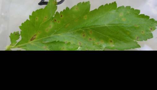 Table 10: Severity of Itersonilia leaf spotting (1-5), November 11 th Sample Itersonilia severity 1-5* E15024 3.0 E15232 3.7 E16042 3.7 E14956 2.3 E15237 2.3 E15011 1.3 E15374 1.0 E14600 1.7 E15375 1.