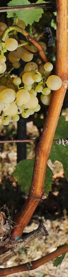 MALVASIA THE KING Malvasia Malvasia is the name widely used for a multifaceted set of grapes.