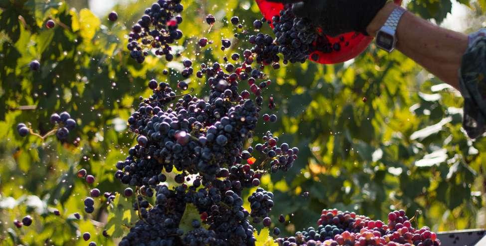 1 HARVEST From late September to mid- October by hand with selection of the grapes in
