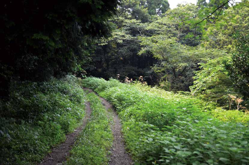 Hills and fields that nurture plants While one hears about the herb gardens and imagines the farm-like fields in the foothills of Mount Aso in Kumamoto prefecture, it is in fact a place where hills