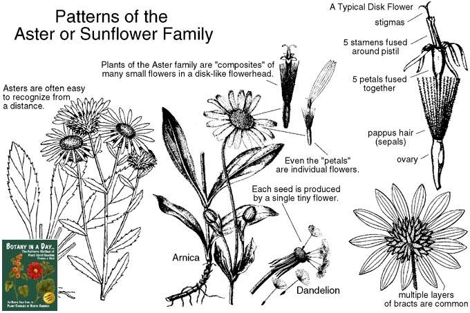 Example: Many squashes Dioecious different sexes of plants, one plant has only male