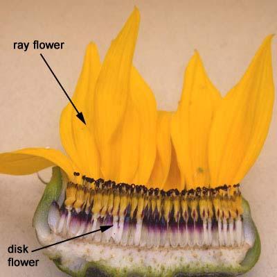 Ray vs Disk Florets in Asteraceae Pollination Cross Pollinating: pollen to another