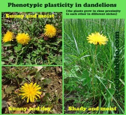 Phenotypes Phenotype is the expressed form in which the plant grows. It could be tall or short or any other set of characters.