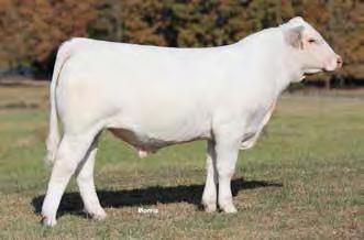 PC BOBS WRANGLER P215 2/20/2015 M860283 POLLED CLASS 1 Nominations 1-11 BIG CREEK FOX TOWN 521 PLD 2/7/2015 M862367 POLLED CMF 192 WRANGLER 256 WR WRANGLER W601 M779102 WR MISS PRINCESS T629 PC MISS