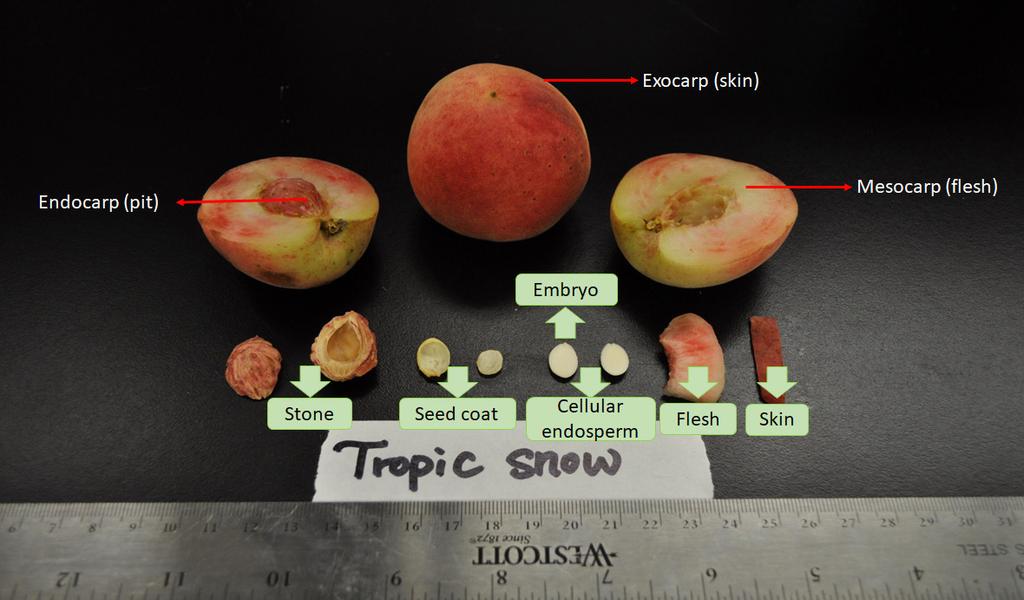 Why thinning? Peach trees absorb water and nutrients from the soil and utilize sunlight to convert CO 2 to carbohydrates by photosynthesis. Figure 2 shows the morphological structure of a peach fruit.