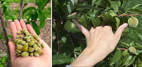 Type of Shoot Peach shoots may be long (30 inches), medium (20 inches), or short (spur) in length.