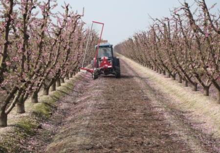 Generally, a mature peach tree can produce as much as 2,000 3,000 fruit, but these numbers need to be reduced to about 200 400 fruit per tree to produce fruit with a diameter over 2.5 inches.