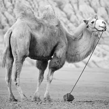 True False Don t Know 1. Camels live in hot places. 2.